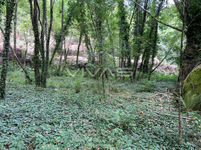 Terreno Agricola ou Rústico para Venda em Bouro (Santa Marta) Foto 6