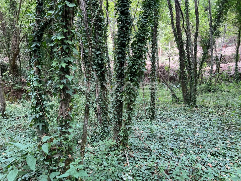 Terreno Agricola ou Rústico para Venda em Bouro (Santa Marta) Foto 7
