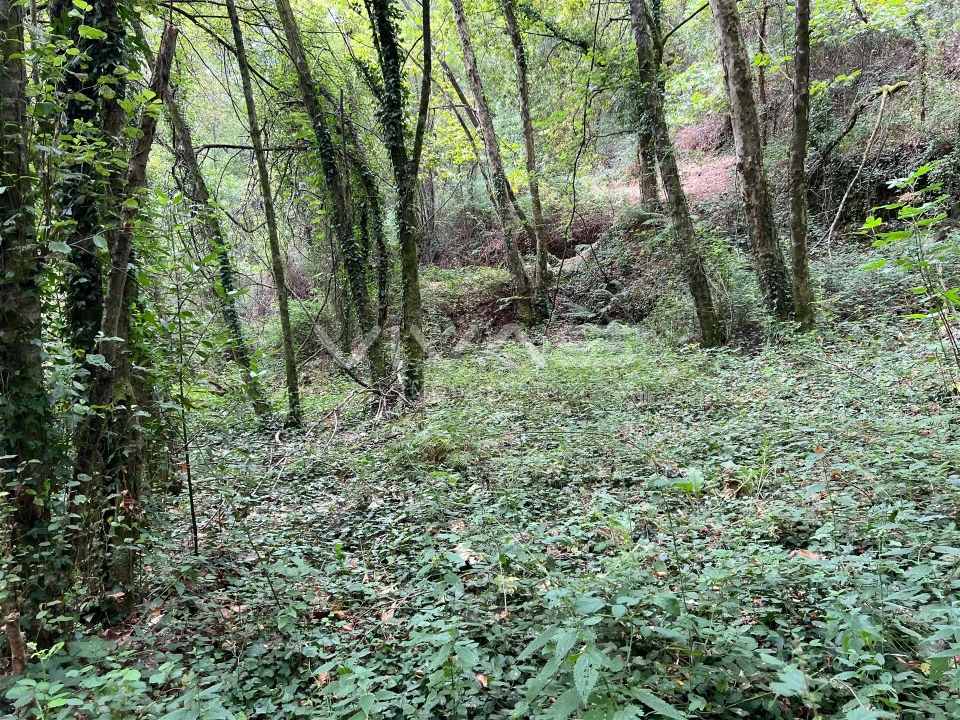 Terreno Agricola ou Rústico para Venda em Bouro (Santa Marta) Foto 2