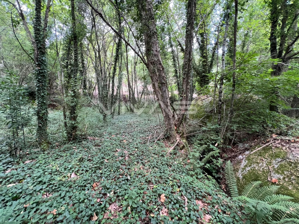 Terreno Agricola ou Rústico para Venda em Bouro (Santa Marta) Foto 1