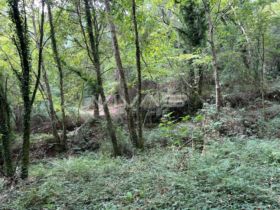 Terreno Agricola ou Rústico para Venda em Bouro (Santa Marta) Foto 10