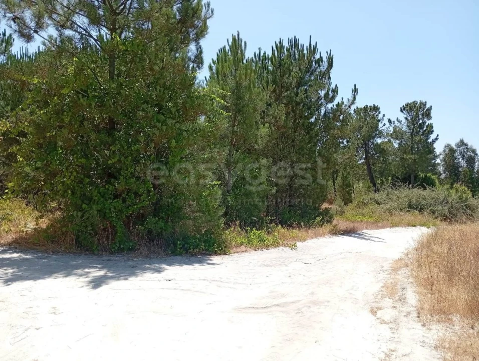 Terreno Agricola ou Rústico para Venda em Pegões Foto 2