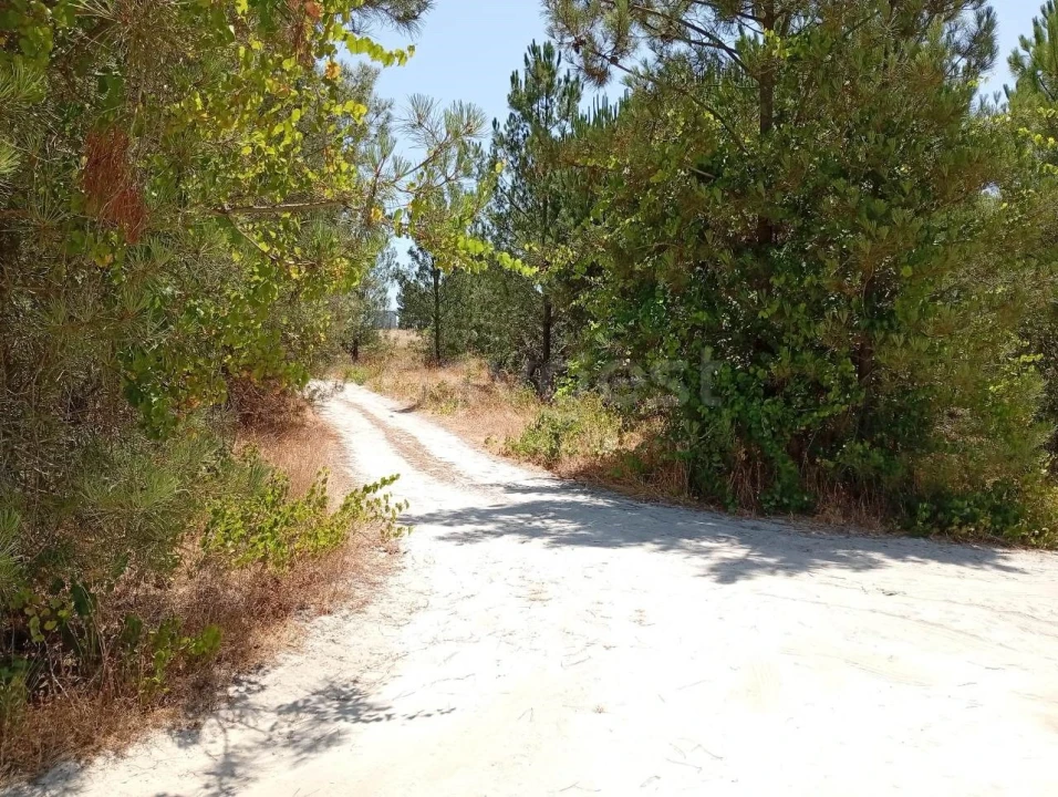 Terreno Agricola ou Rústico para Venda em Pegões Foto 3