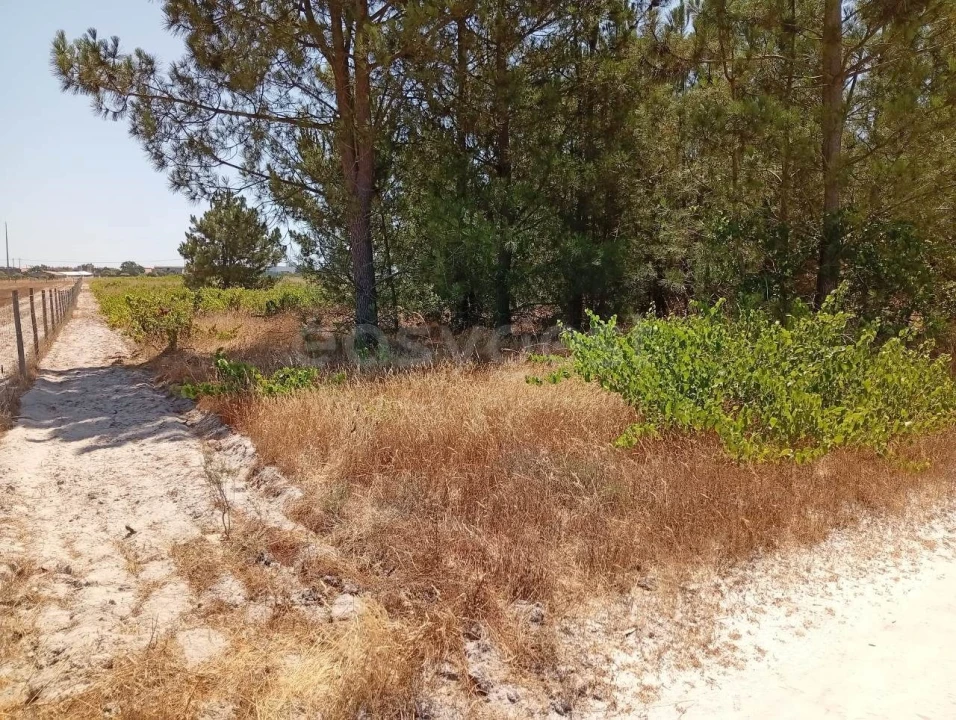 Terreno Agricola ou Rústico para Venda em Pegões Foto 6
