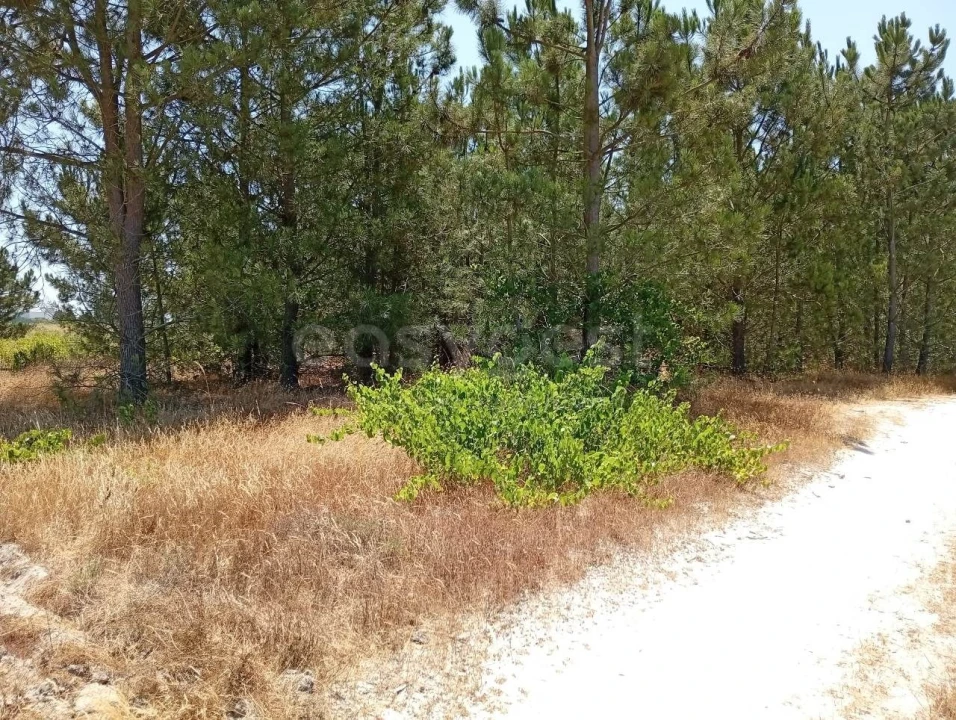 Terreno Agricola ou Rústico para Venda em Pegões Foto 7