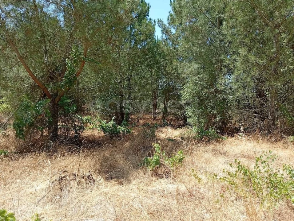 Terreno Agricola ou Rústico para Venda em Pegões Foto 8