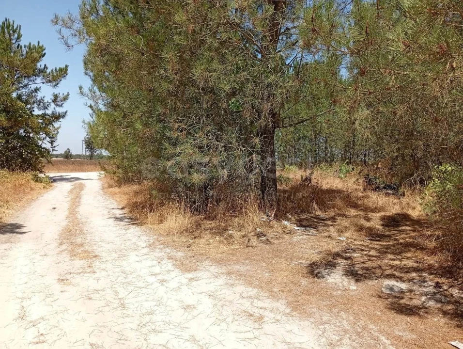 Terreno Agricola ou Rústico para Venda em Pegões Foto 9
