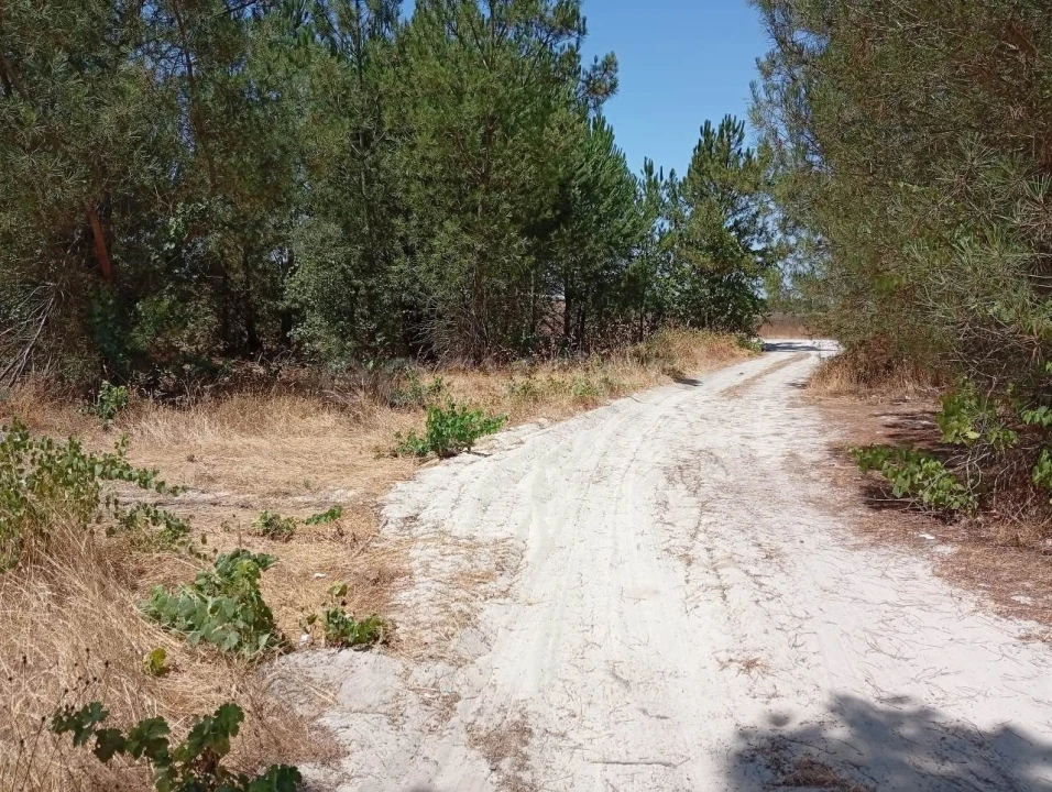 Terreno Agricola ou Rústico para Venda em Pegões Foto 10