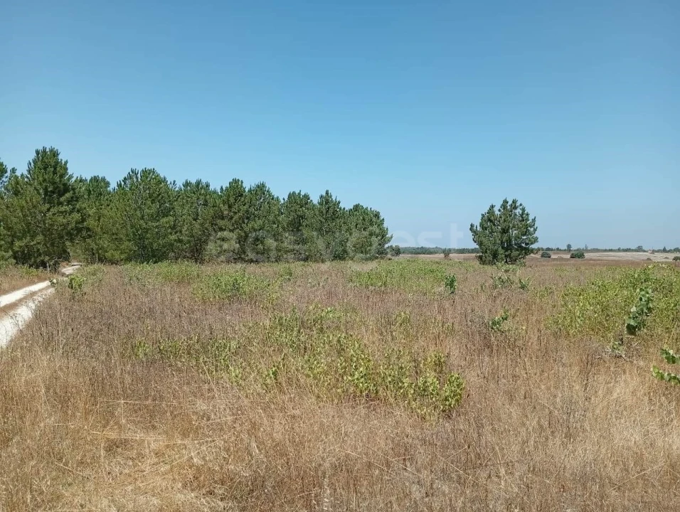 Terreno Agricola ou Rústico para Venda em Pegões Foto 12