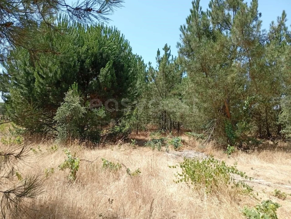 Terreno Agricola ou Rústico para Venda em Pegões Foto 13