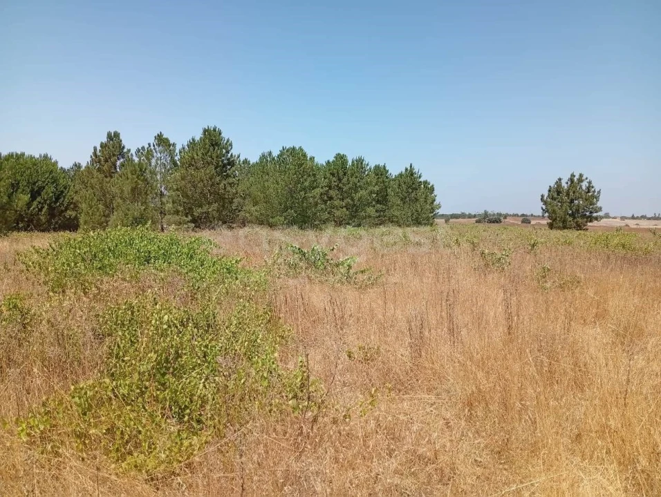 Terreno Agricola ou Rústico para Venda em Pegões Foto 15