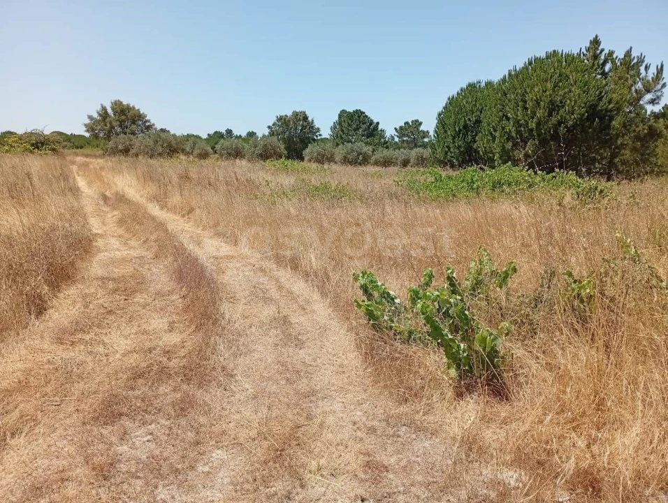 Terreno Agricola ou Rústico para Venda em Pegões Foto 17