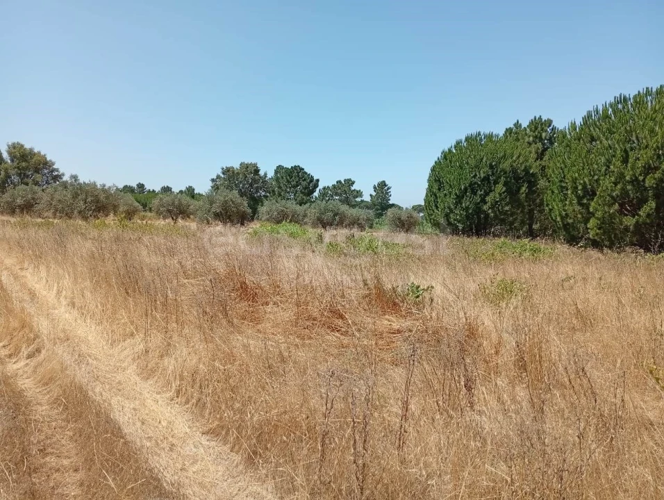 Terreno Agricola ou Rústico para Venda em Pegões Foto 18