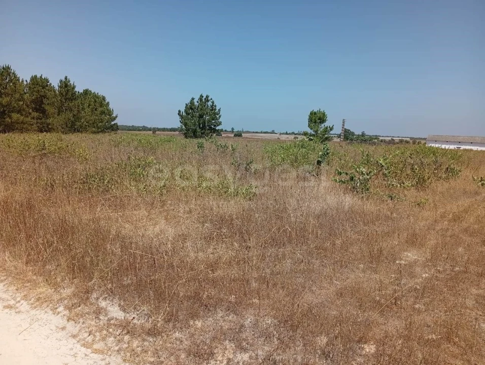 Terreno Agricola ou Rústico para Venda em Pegões Foto 20