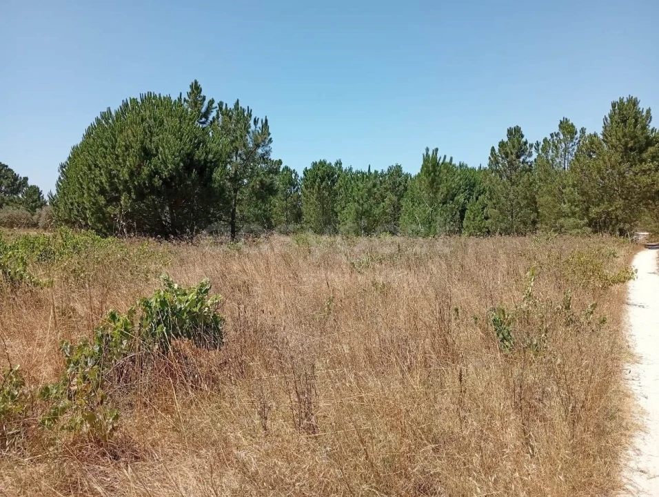Terreno Agricola ou Rústico para Venda em Pegões Foto 21