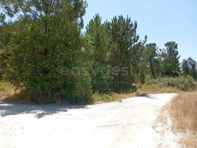 Terreno Agricola ou Rústico para Venda em Pegões Foto 2