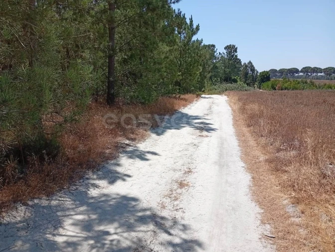 Terreno Agricola ou Rústico para Venda em Pegões Foto 4