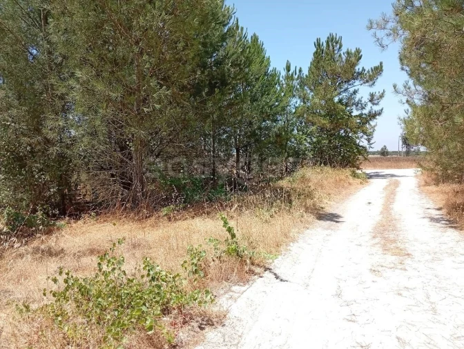Terreno Agricola ou Rústico para Venda em Pegões Foto 5
