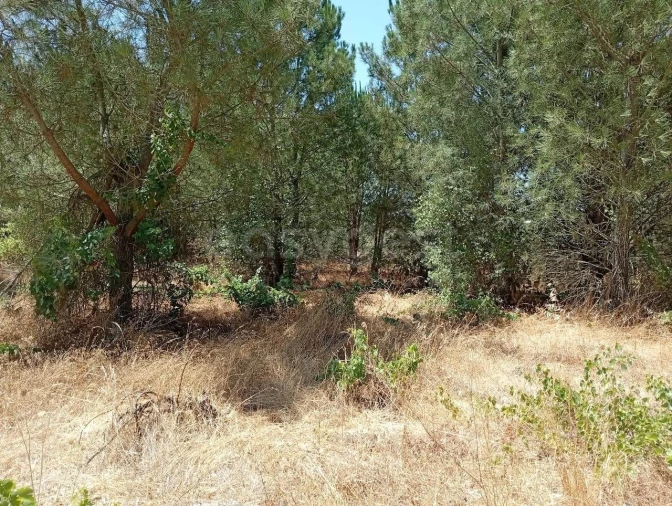 Terreno Agricola ou Rústico para Venda em Pegões Foto 8