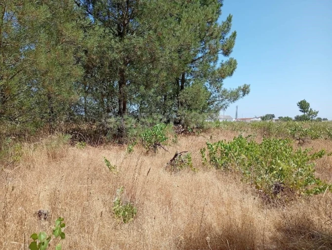 Terreno Agricola ou Rústico para Venda em Pegões Foto 11