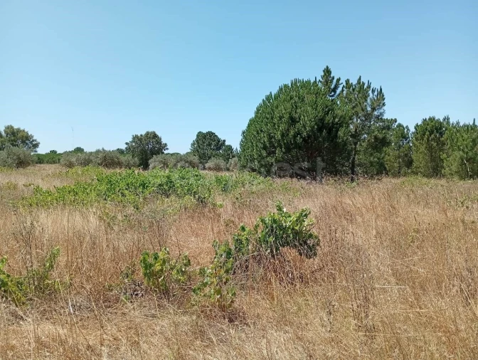 Terreno Agricola ou Rústico para Venda em Pegões Foto 14