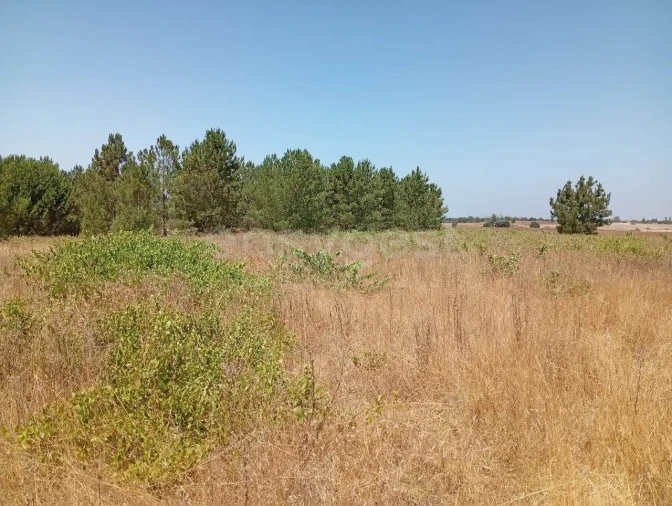 Terreno Agricola ou Rústico para Venda em Pegões Foto 15