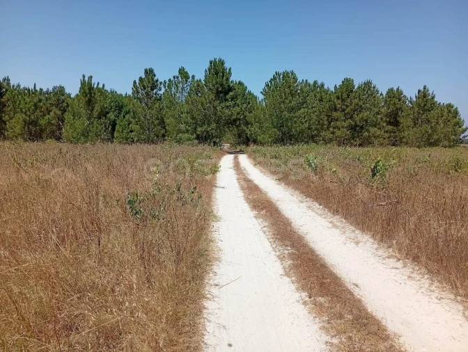 Terreno Agricola ou Rústico para Venda em Pegões Foto 19