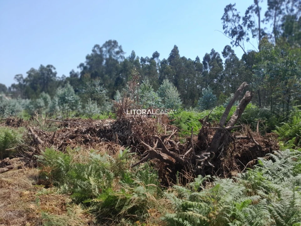 Terreno para Venda em Recardães e Espinhel Foto 8