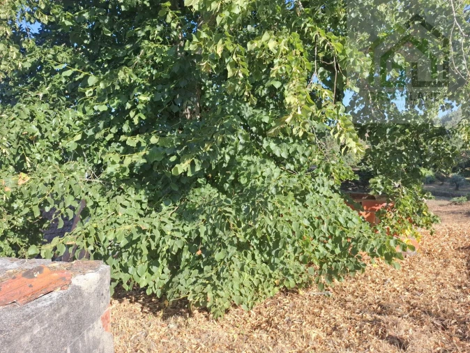 Moradia T3 para Venda em Tabua Foto 16