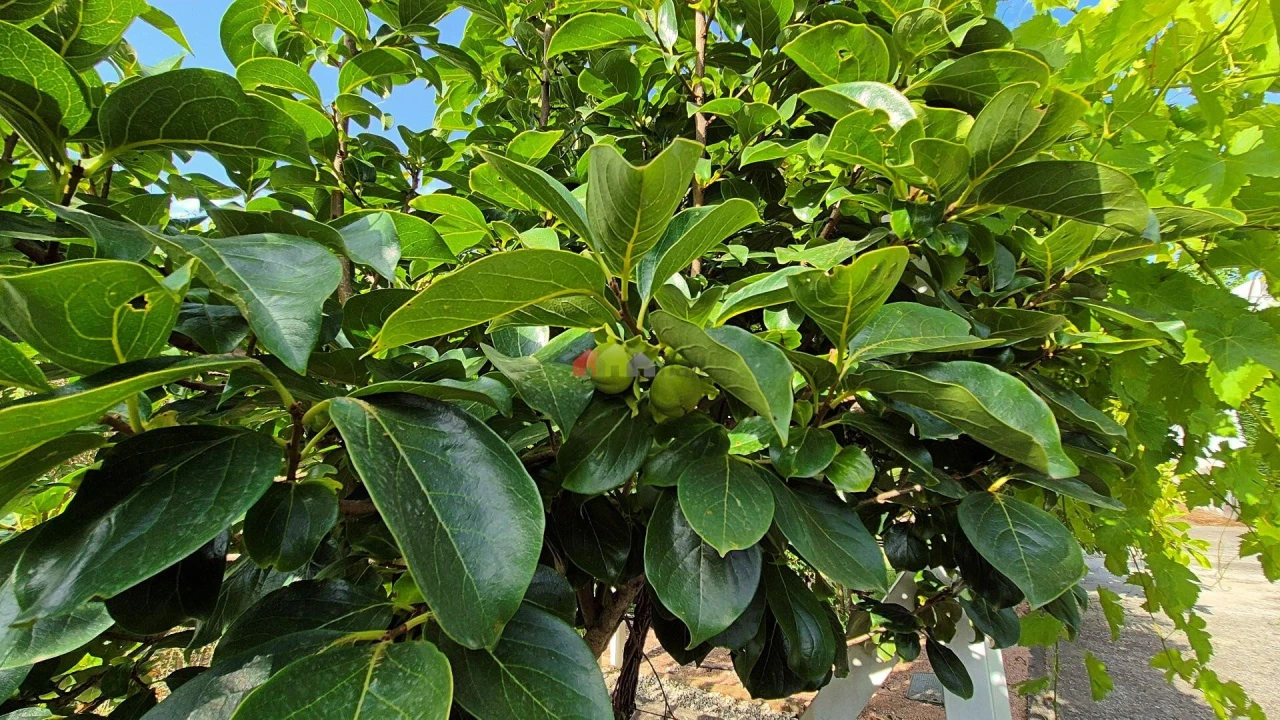 Moradia T7 para Venda em Sobral de Monte Agraço Foto 101