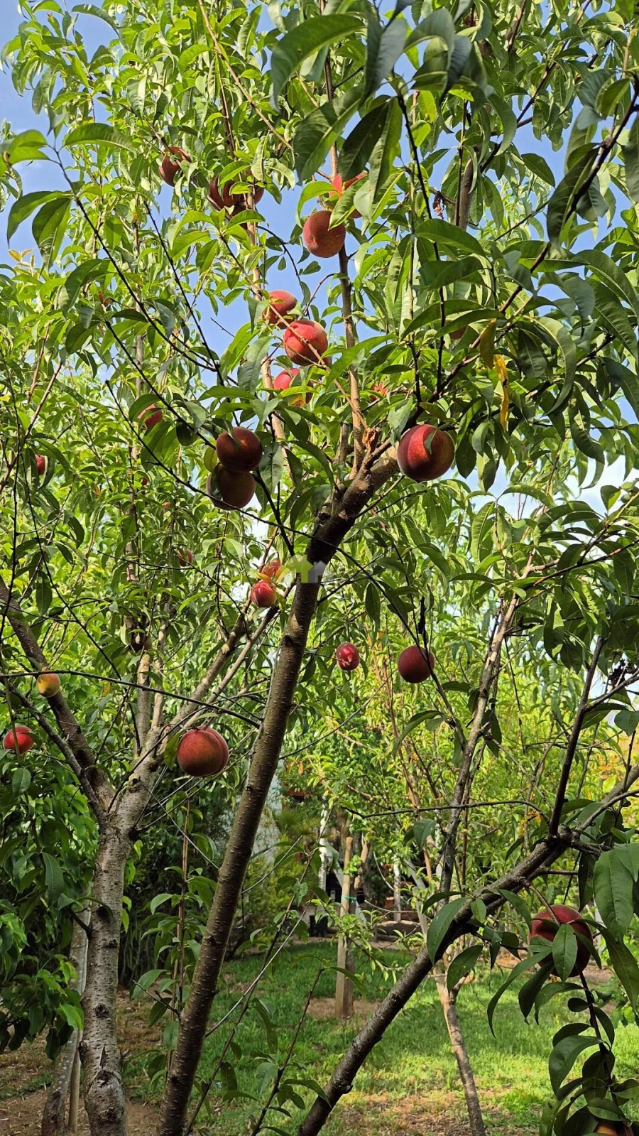 Moradia T7 para Venda em Sobral de Monte Agraço Foto 99