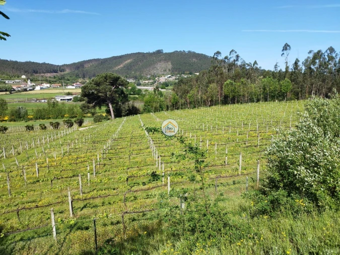 Moradia T3 para Venda em Silveiros e Rio Covo (Santa Eulália) Foto 12