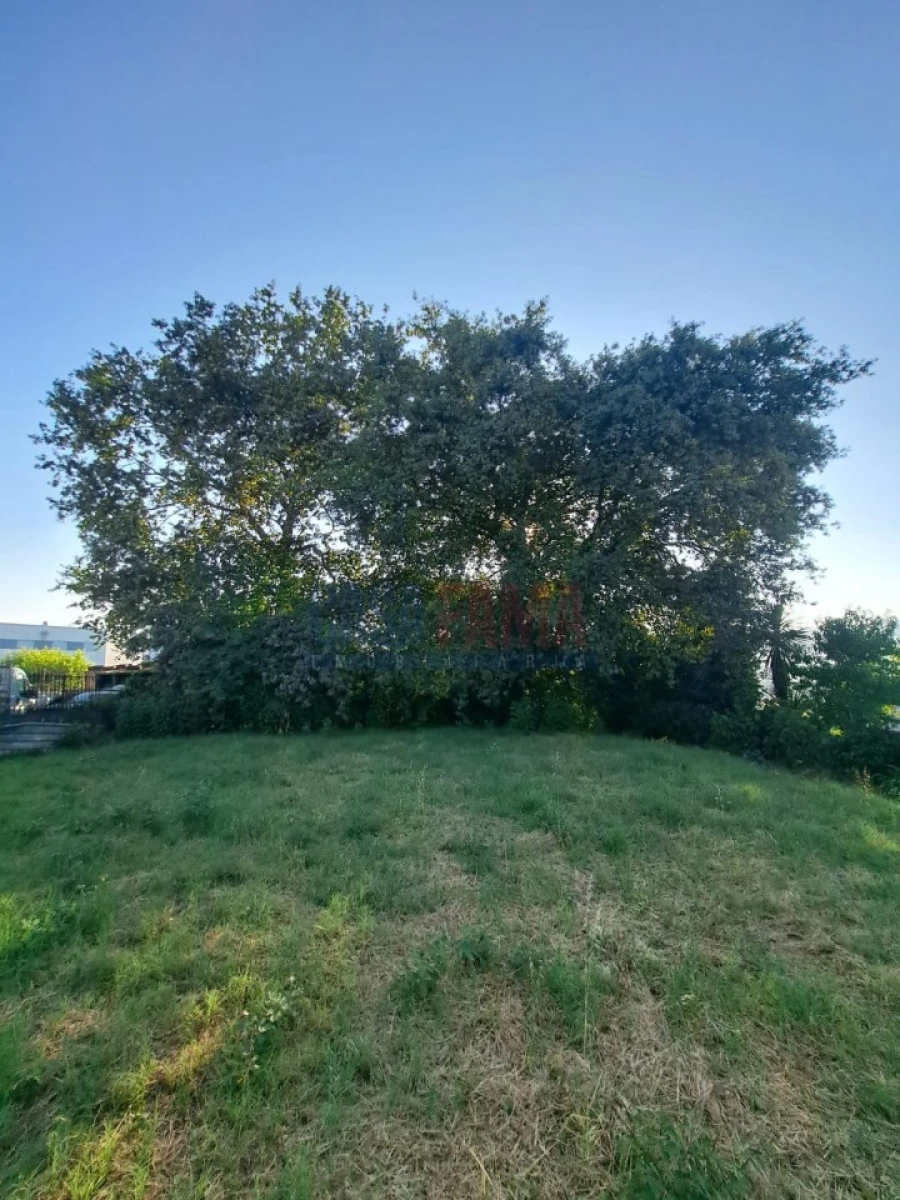 Terreno para Venda em Serzedelo Foto 9