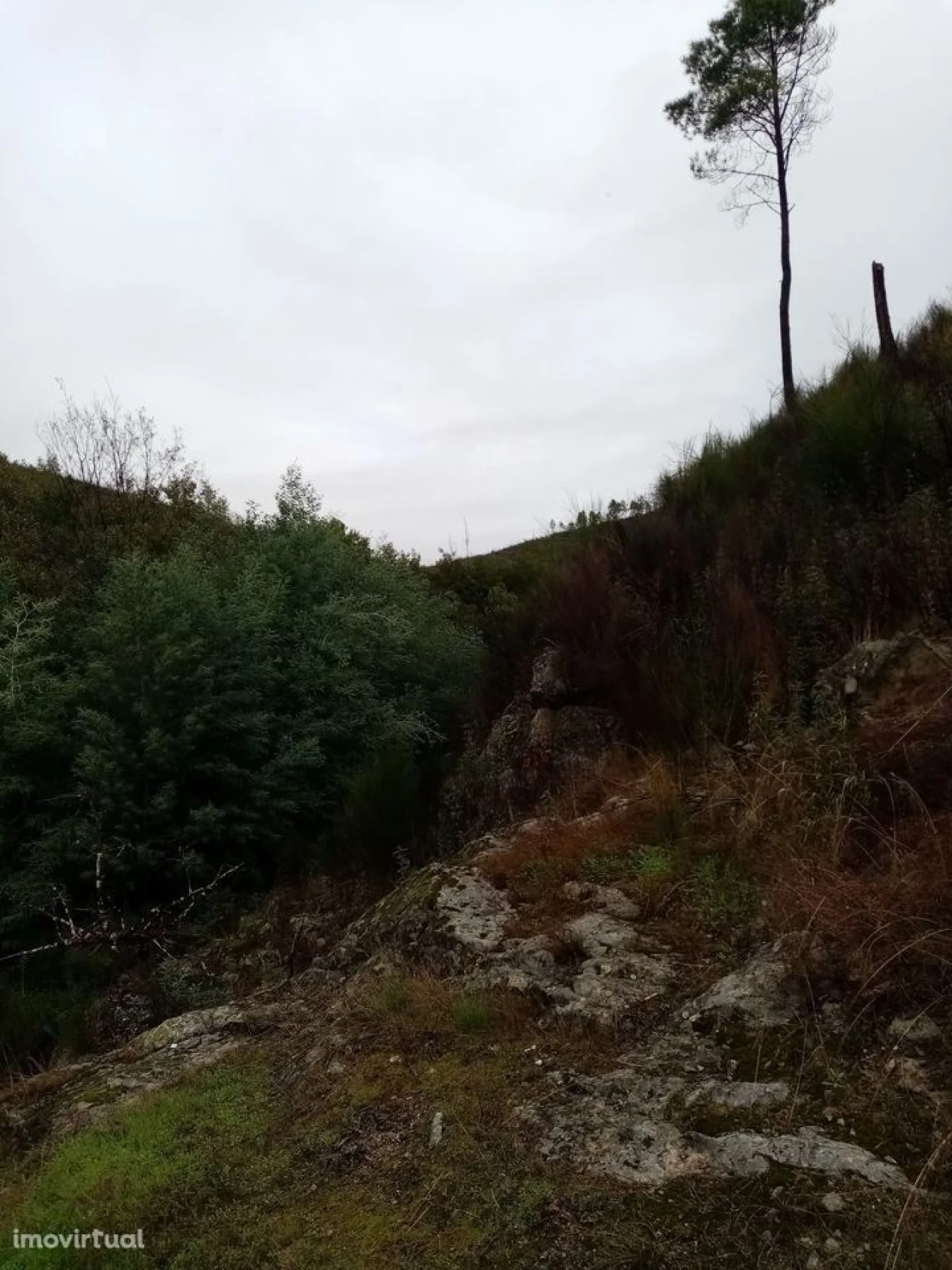 Terreno para Venda em Belver Foto 6