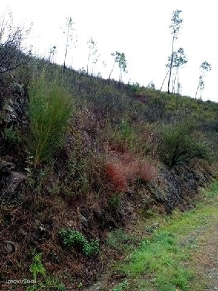 Terreno para Venda em Belver Foto 5
