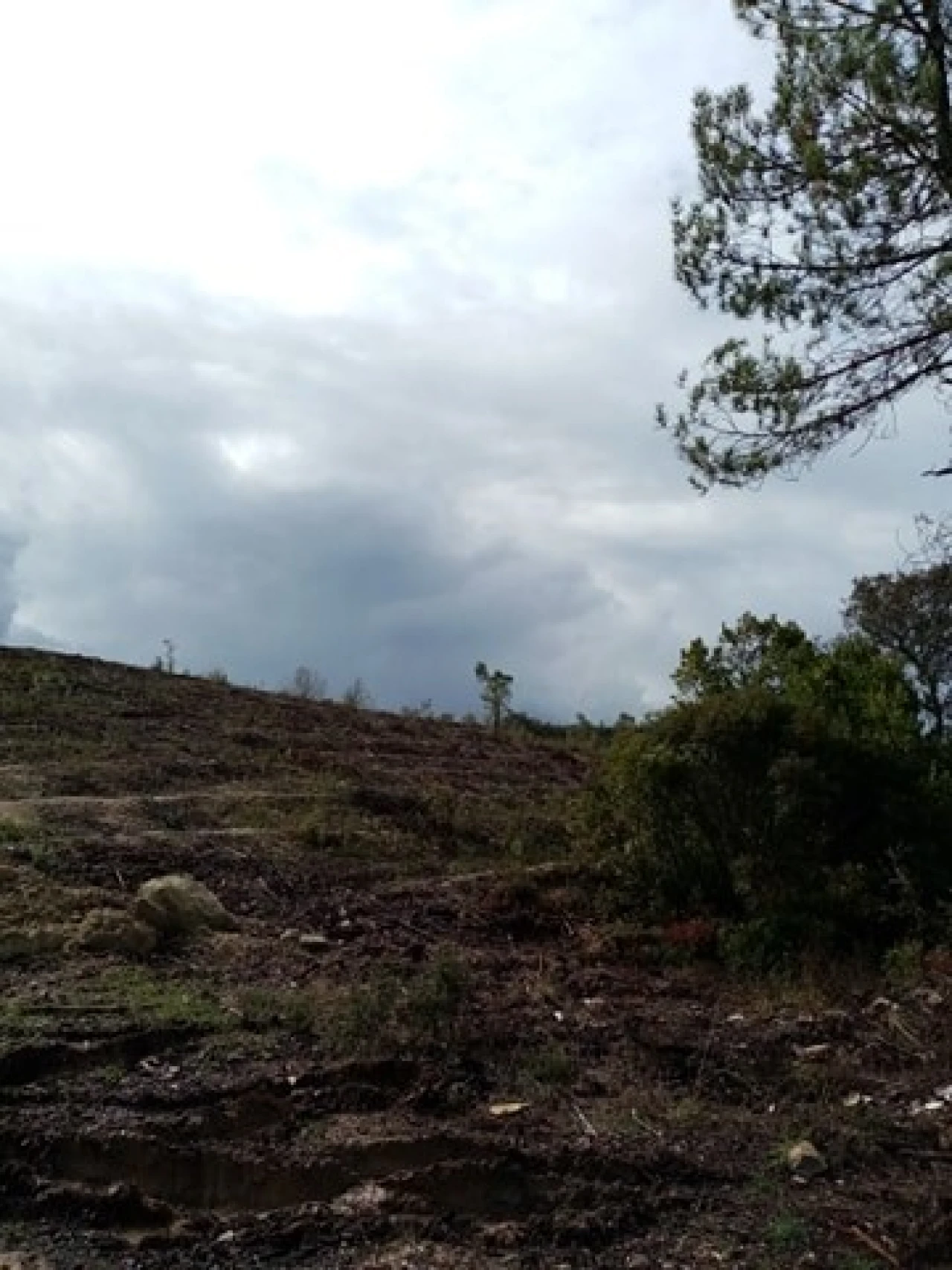 Terreno Agricola ou Rústico para Venda em Mação, Penhascoso e Aboboreira Foto 2