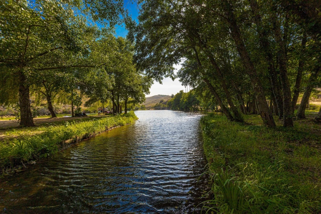 Terreno Agricola ou Rústico para Venda em Mação, Penhascoso e Aboboreira Foto 6