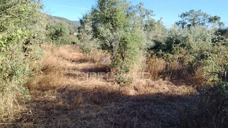 Terreno para Venda em Reguengo e São Julião