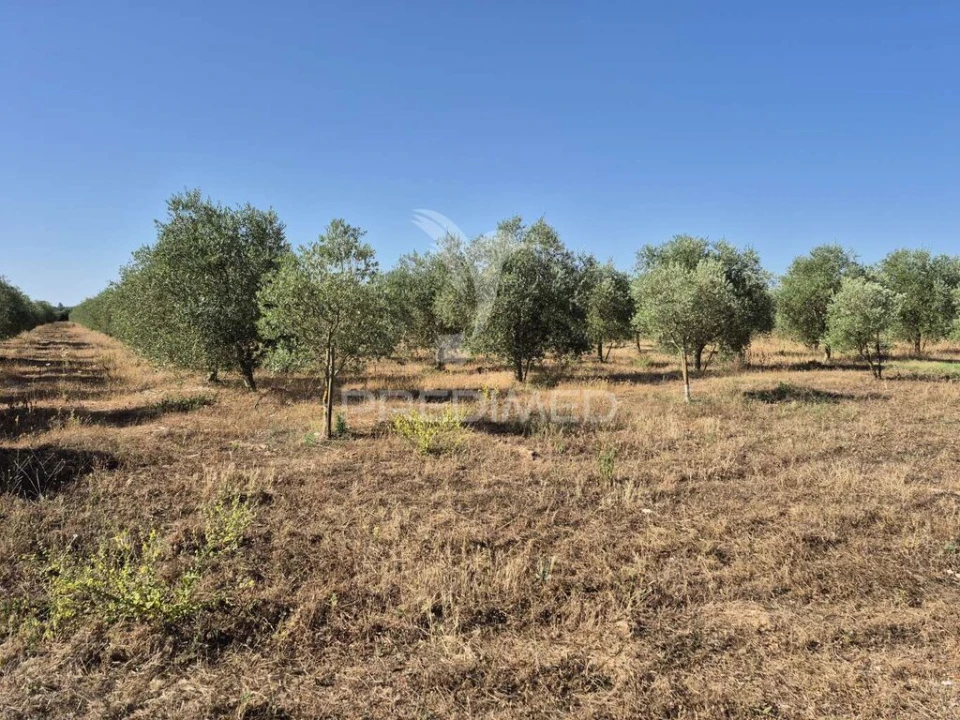 Terreno para Venda em Borba (Matriz) Foto 13