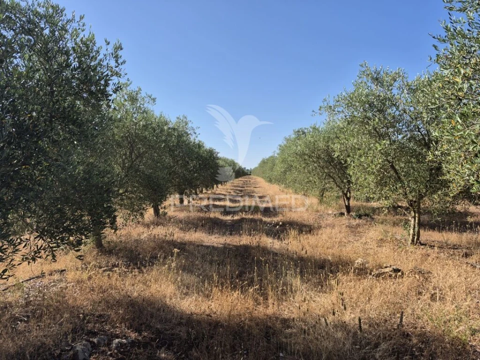 Terreno para Venda em Borba (Matriz) Foto 3