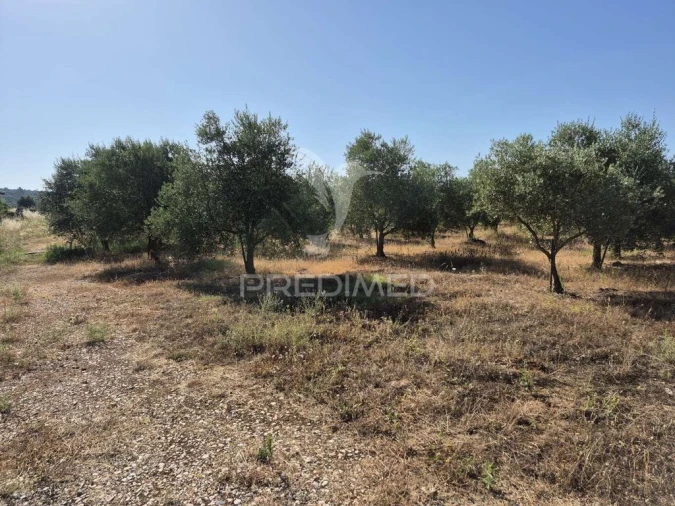 Terreno para Venda em Borba (Matriz) Foto 7