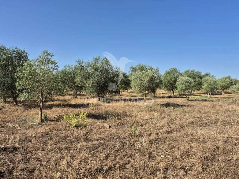 Terreno para Venda em Borba (Matriz) Foto 14