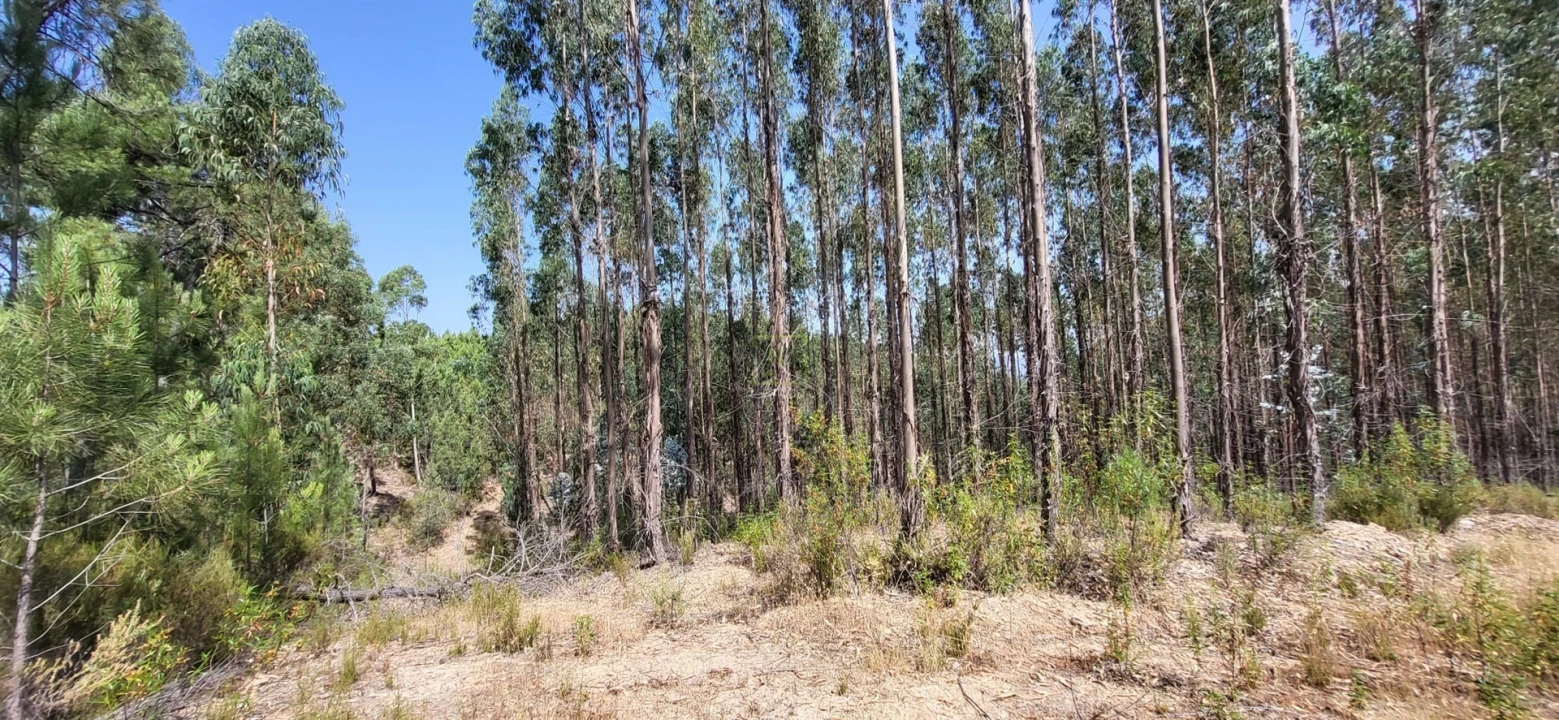 Terreno Agricola ou Rústico para Venda em Fratel Foto 21