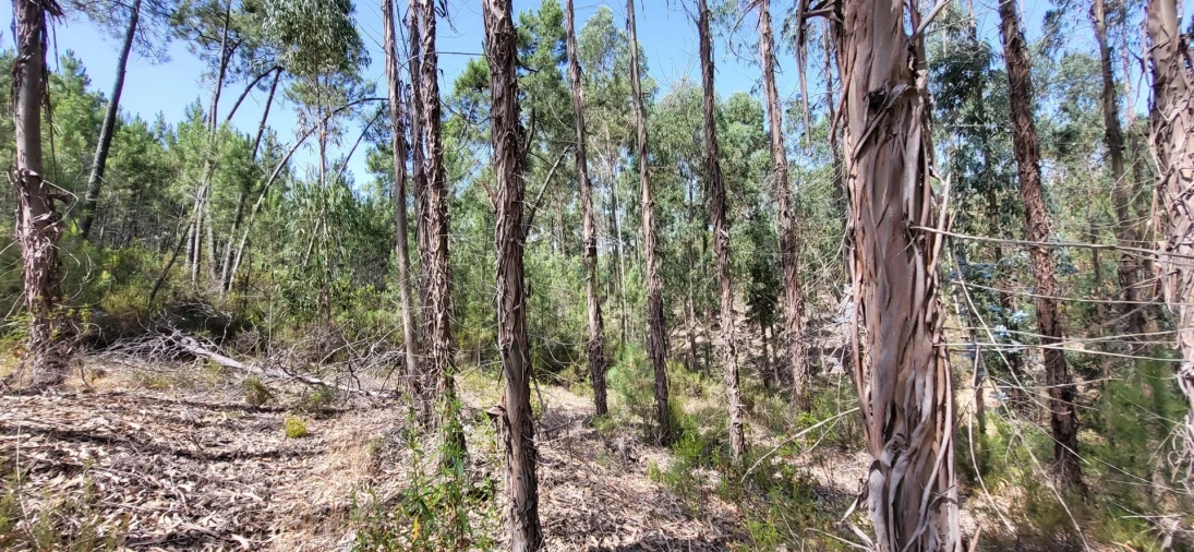 Terreno Agricola ou Rústico para Venda em Fratel Foto 19