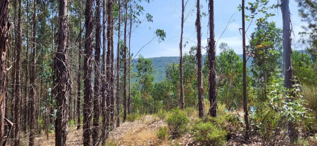 Terreno Agricola ou Rústico para Venda em Fratel Foto 16