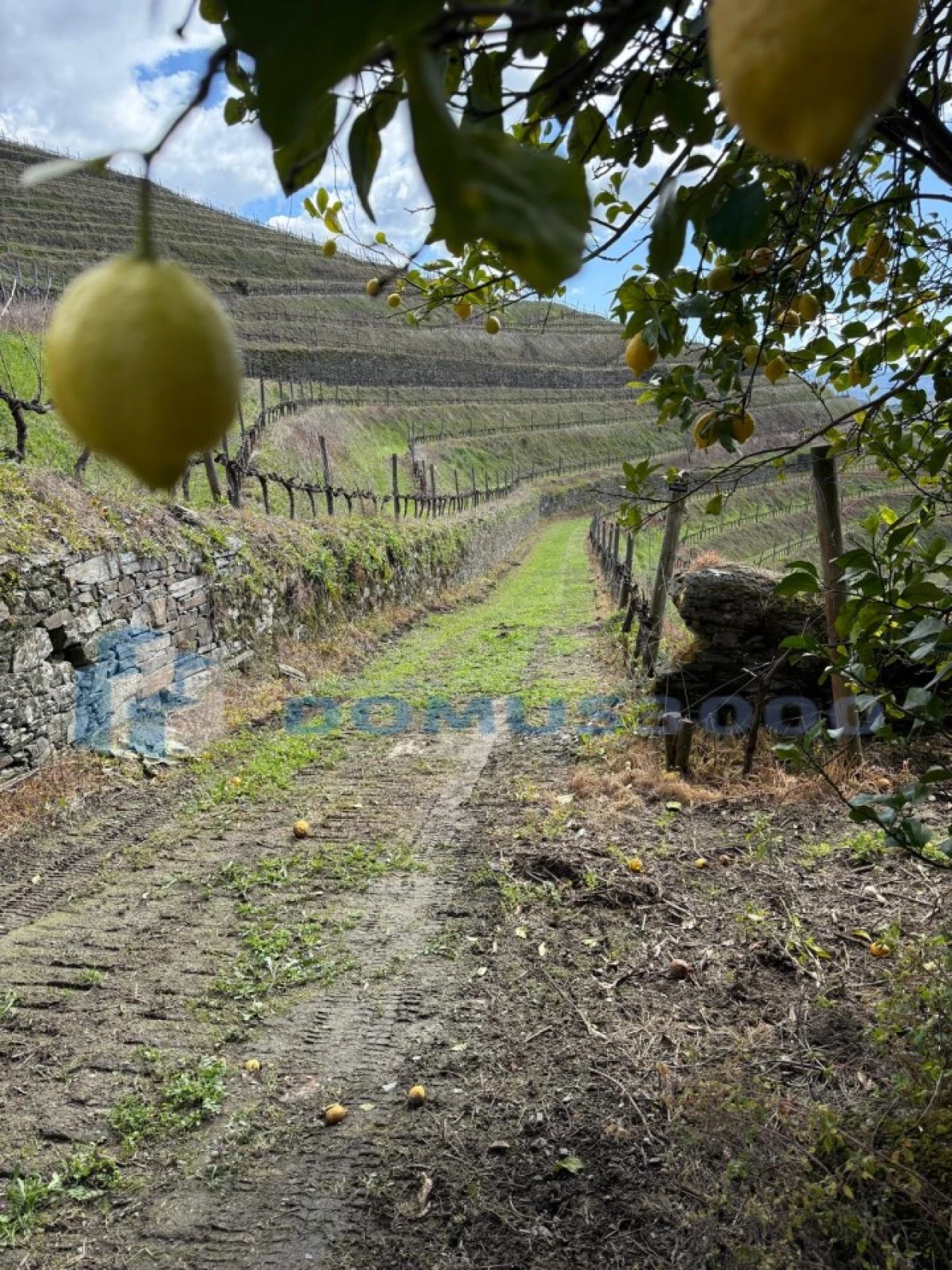 Quinta para Venda em Sever Foto 133