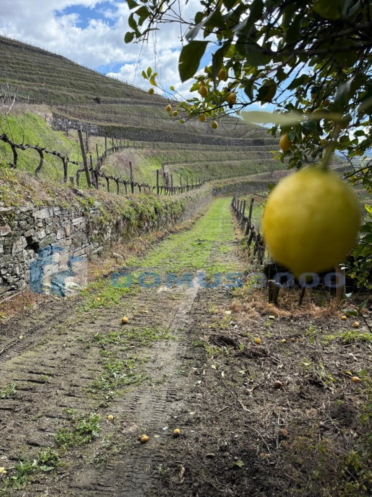 Quinta para Venda em Sever Foto 135