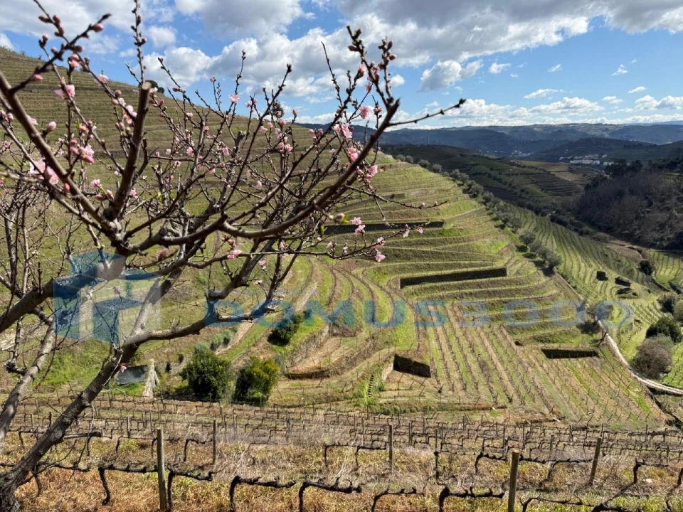 Quinta para Venda em Sever Foto 190