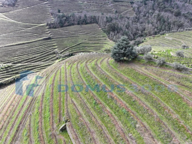 Quinta para Venda em Sever Foto 46