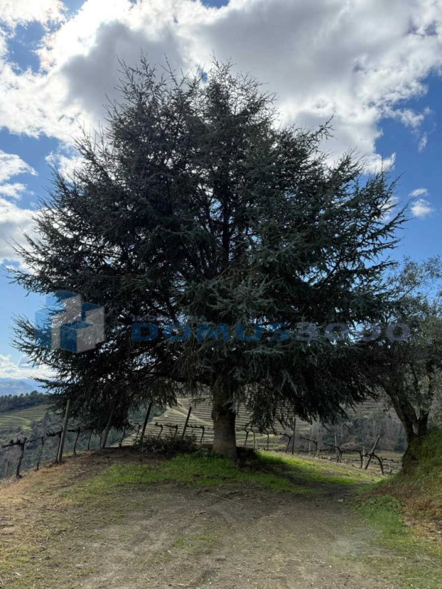 Quinta para Venda em Sever Foto 110